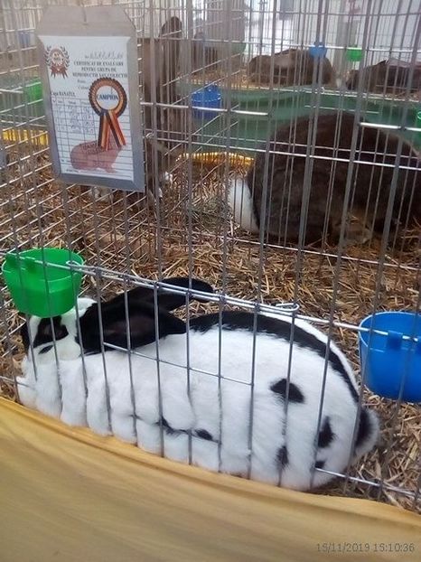 WhatsApp Image 2019-11-17 at 8.44.28 AM (2) - 30---expozitie Sannicolau Mare 15 17 11 2019