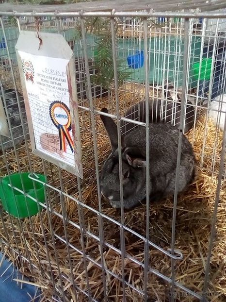 WhatsApp Image 2019-11-17 at 8.44.28 AM (3) - 30---expozitie Sannicolau Mare 15 17 11 2019