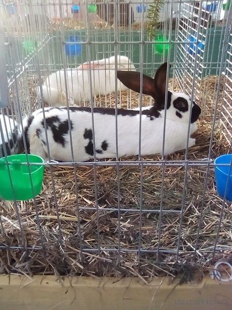 WhatsApp Image 2019-11-17 at 8.44.28 AM (4) - 30---expozitie Sannicolau Mare 15 17 11 2019