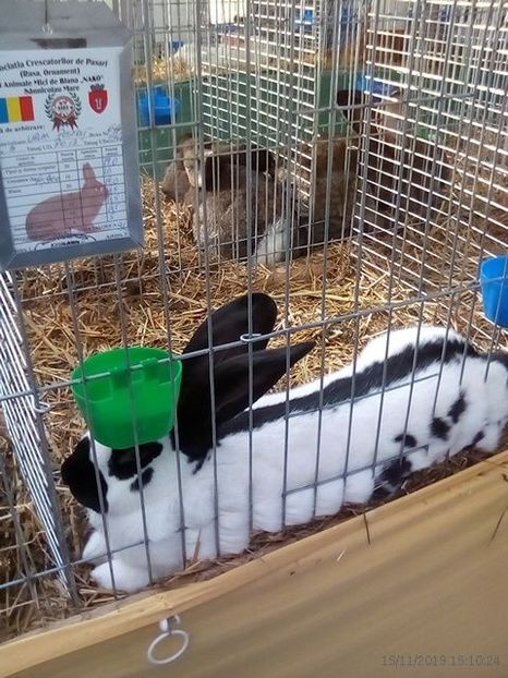 WhatsApp Image 2019-11-17 at 8.44.28 AM - 30---expozitie Sannicolau Mare 15 17 11 2019