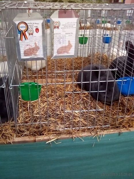 WhatsApp Image 2019-11-17 at 8.44.29 AM (1) - 30---expozitie Sannicolau Mare 15 17 11 2019