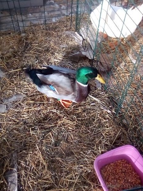 WhatsApp Image 2019-11-17 at 8.44.29 AM (2) - 30---expozitie Sannicolau Mare 15 17 11 2019