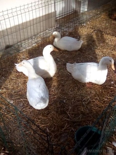 WhatsApp Image 2019-11-17 at 8.44.29 AM (3) - 30---expozitie Sannicolau Mare 15 17 11 2019