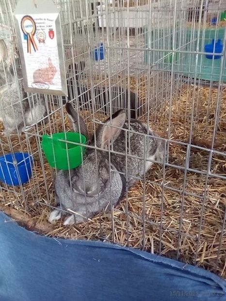 WhatsApp Image 2019-11-17 at 8.44.29 AM (4) - 30---expozitie Sannicolau Mare 15 17 11 2019