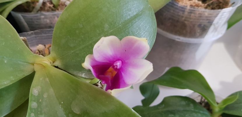  - Phalaenopsis 1