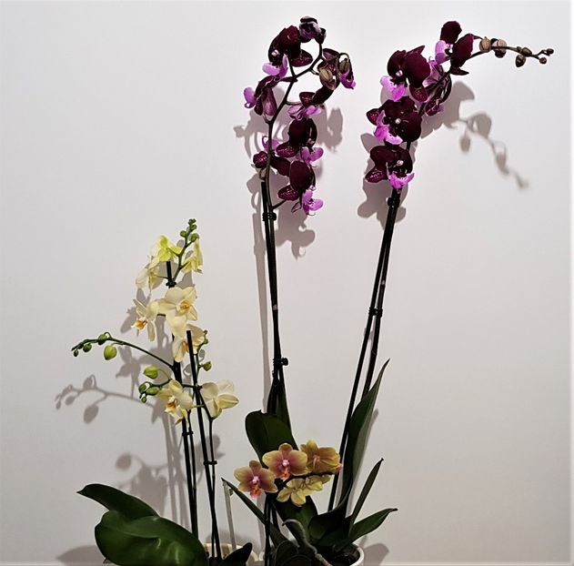  - Phalaenopsis 1