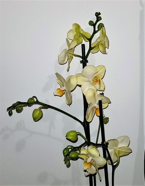 MIKI STRAWBERRY MILKSHAKE '2001' - Phalaenopsis 1