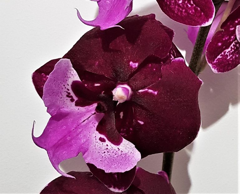  - Phalaenopsis 1