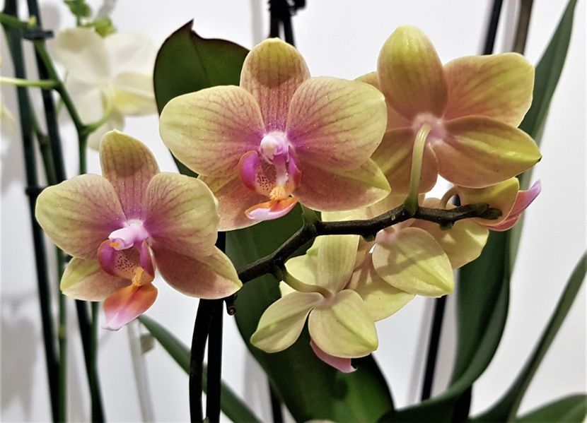  - Phalaenopsis 1