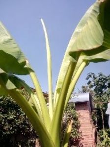  - Banan