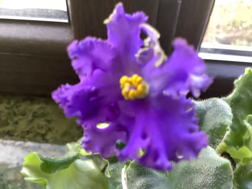  - RS Puchina Morskaya