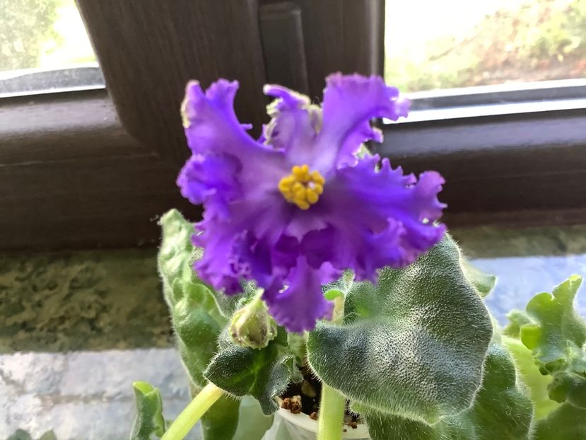  - RS Puchina Morskaya