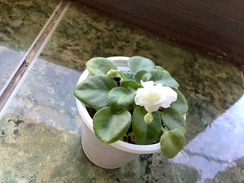  - Op Little Moonstone