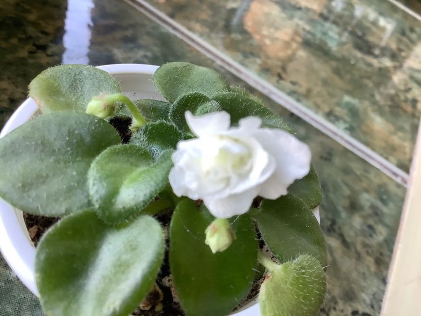  - Op Little Moonstone