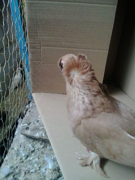 2019-11-17 13.18.28 - JDB GALBENI