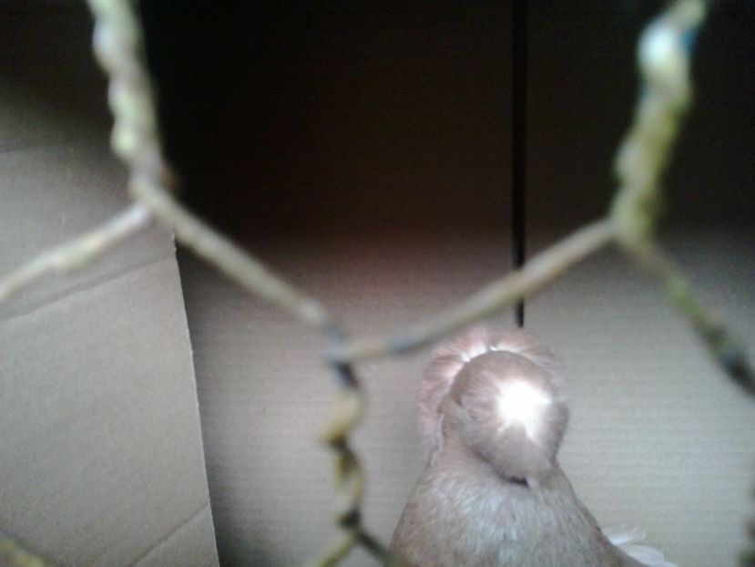 2019-11-17 13.16.17 - JDB GALBENI