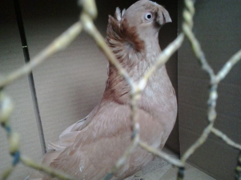 2019-11-17 13.15.21 - JDB GALBENI