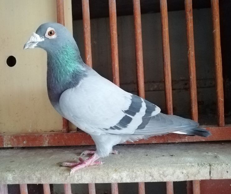 Pitea - G. Carteus 100% - PORUMBEI