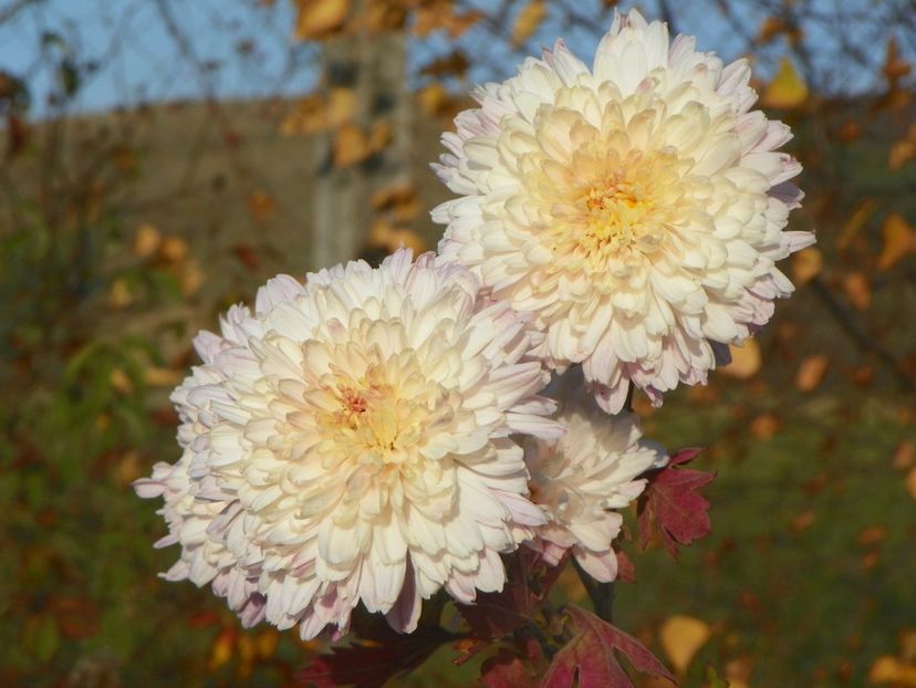 tufanele - Dobarland 2019 4