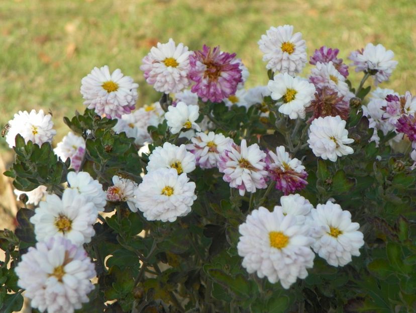 chrysanthemum Julia - Dobarland 2019 4