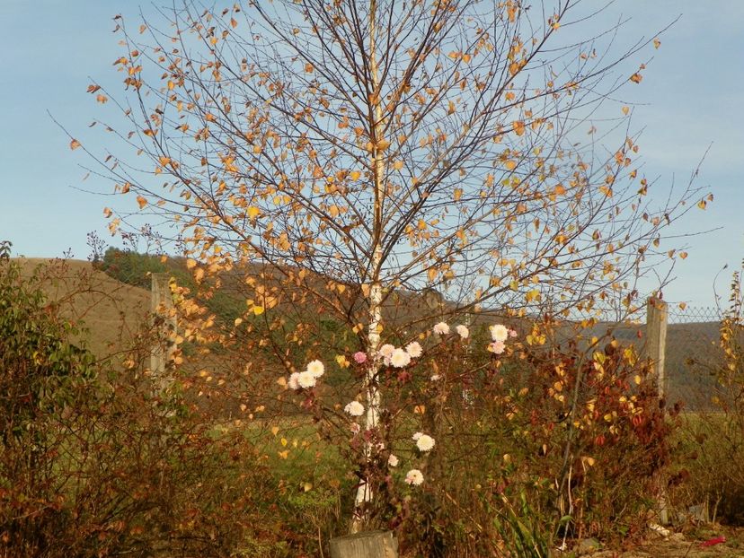 16 nov (8) - Dobarland 2019 4