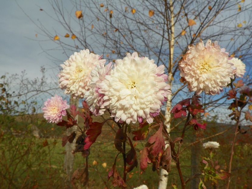 tufanele - Dobarland 2019 4