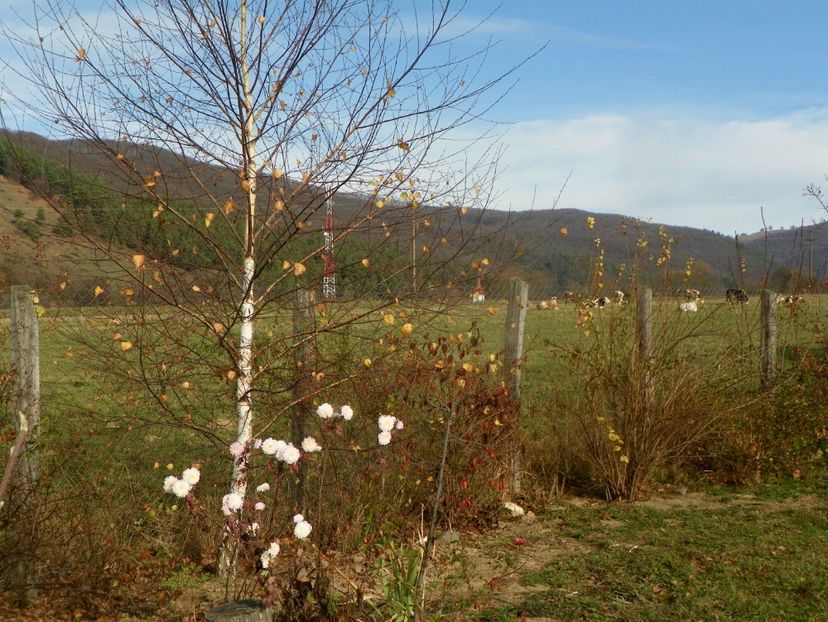 16 nov (18) - Dobarland 2019 4