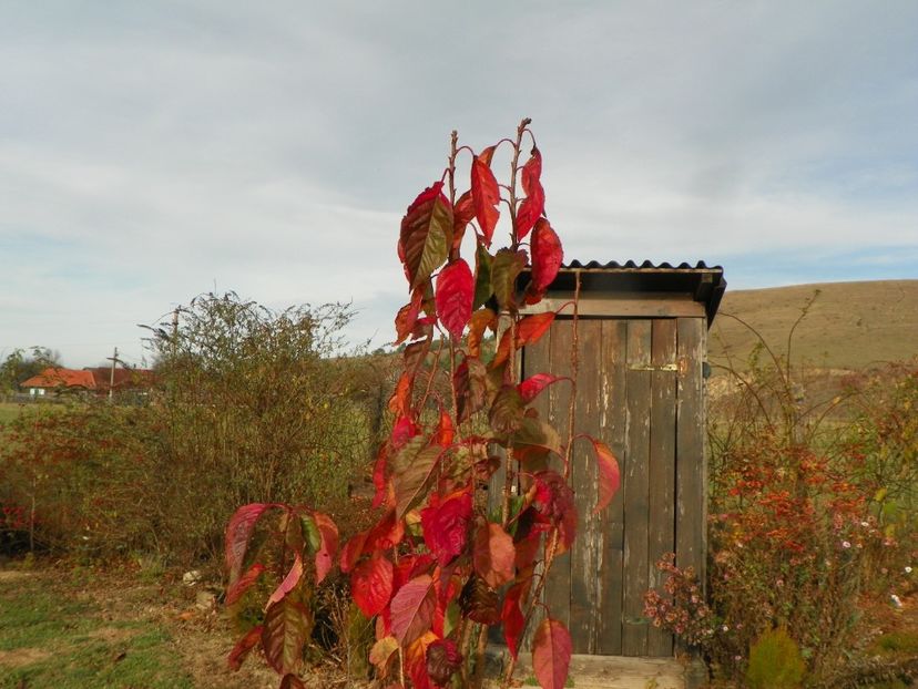prunus Amanogawa - Dobarland 2019 4