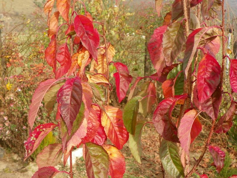 prunus Amanogawa - Dobarland 2019 4