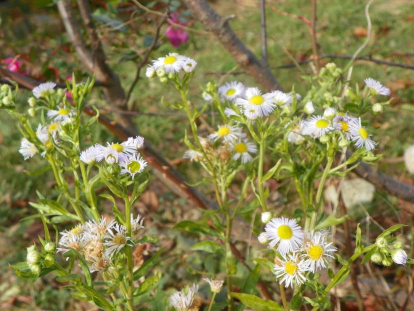 erigeron annuus - Dobarland 2019 4