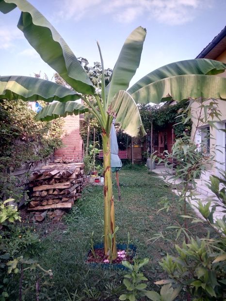 Bananul din curte , deci nr 2... - Banan