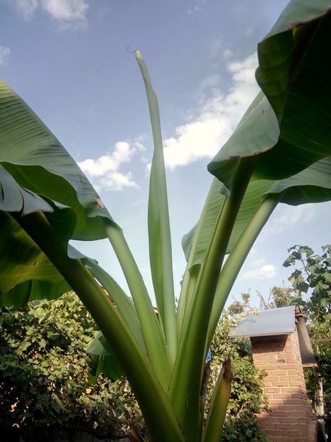 se  dezvolta vazind cu ochii... - Banan