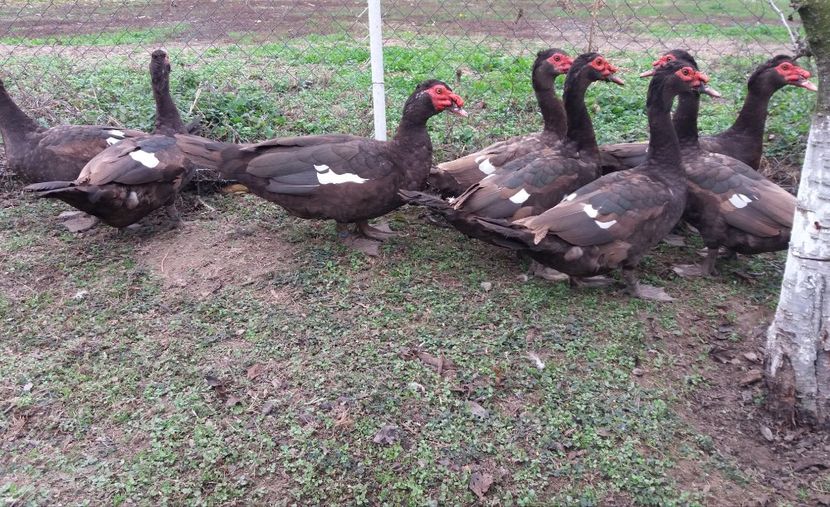  - Rațe leșești ciocolatii