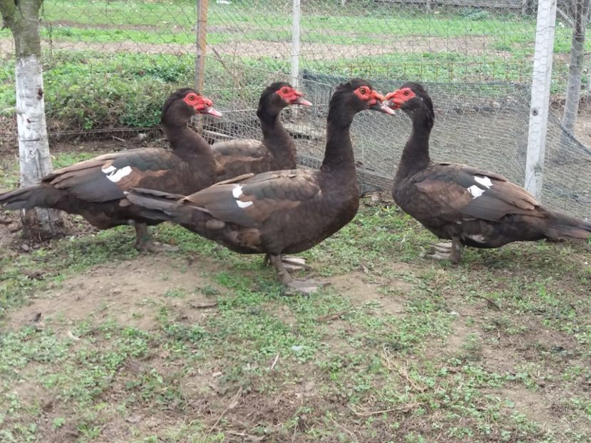  - Rațe leșești ciocolatii