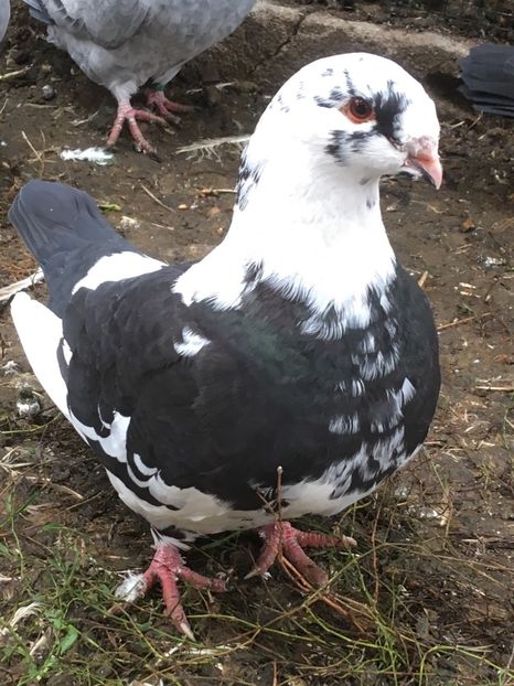 F 2019 - Pui g homer 2019