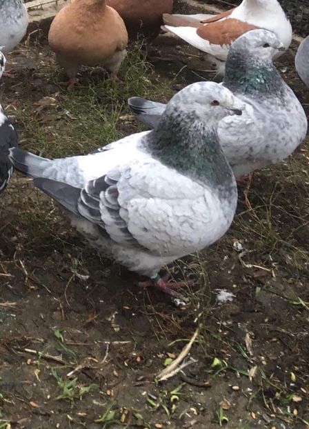 fete 2019 - Pui g homer 2019