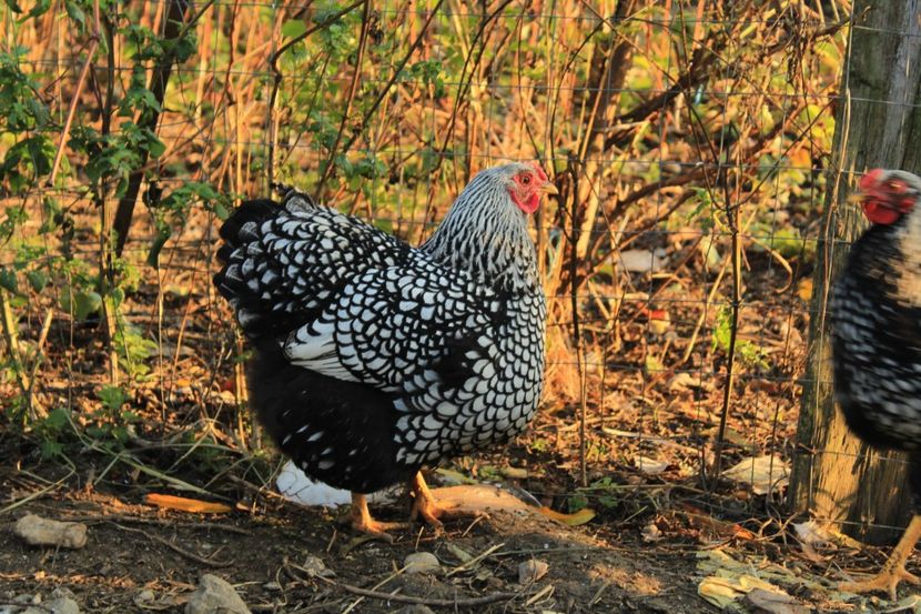  - Wyandotte argintiu