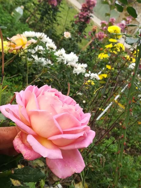  - Jubilee Celebration