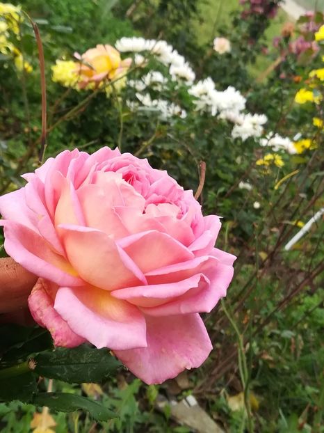  - Jubilee Celebration