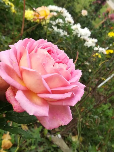  - Jubilee Celebration