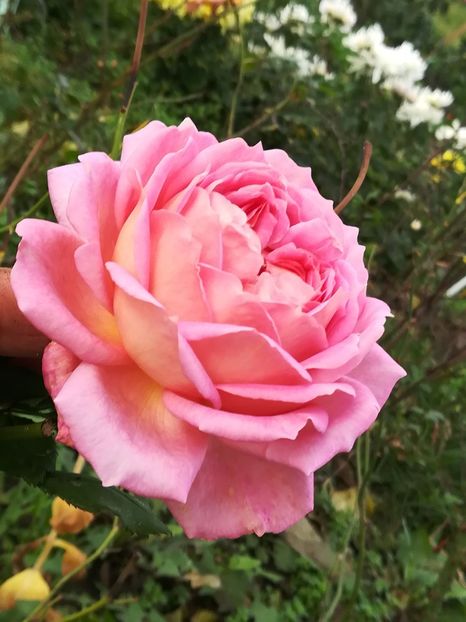  - Jubilee Celebration