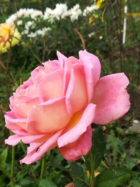  - Jubilee Celebration