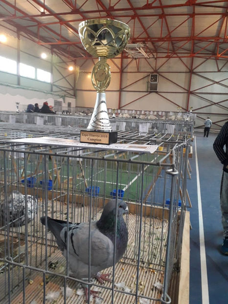  - Expo Oltenita 2019