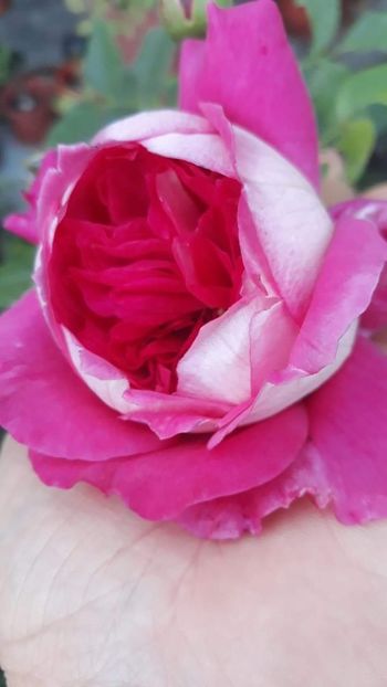 received_370526577189986 - Maxim