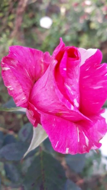 received_387894972119088 - Reka