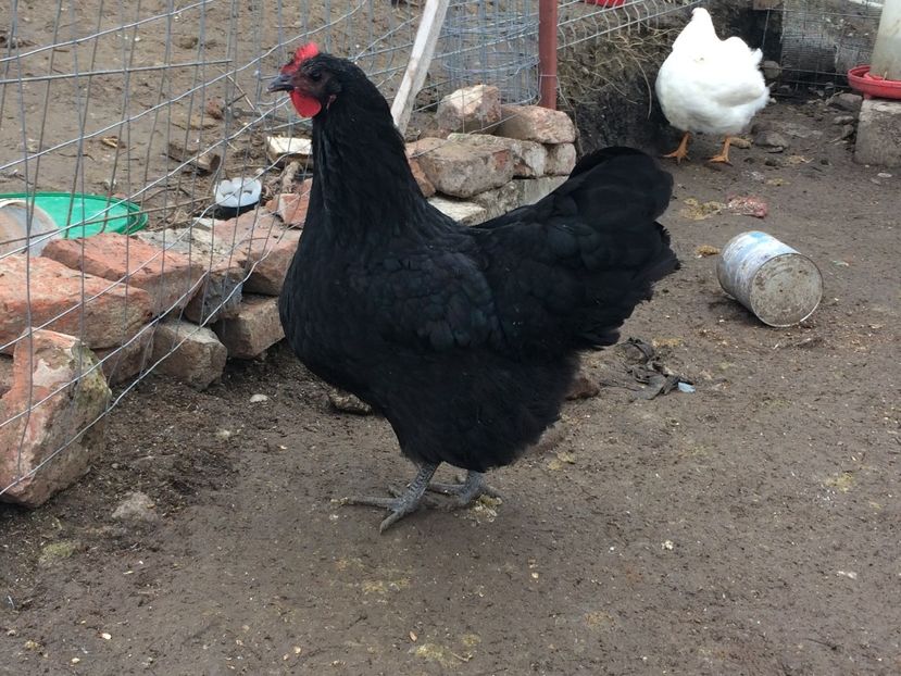  - d- Australorp 2020