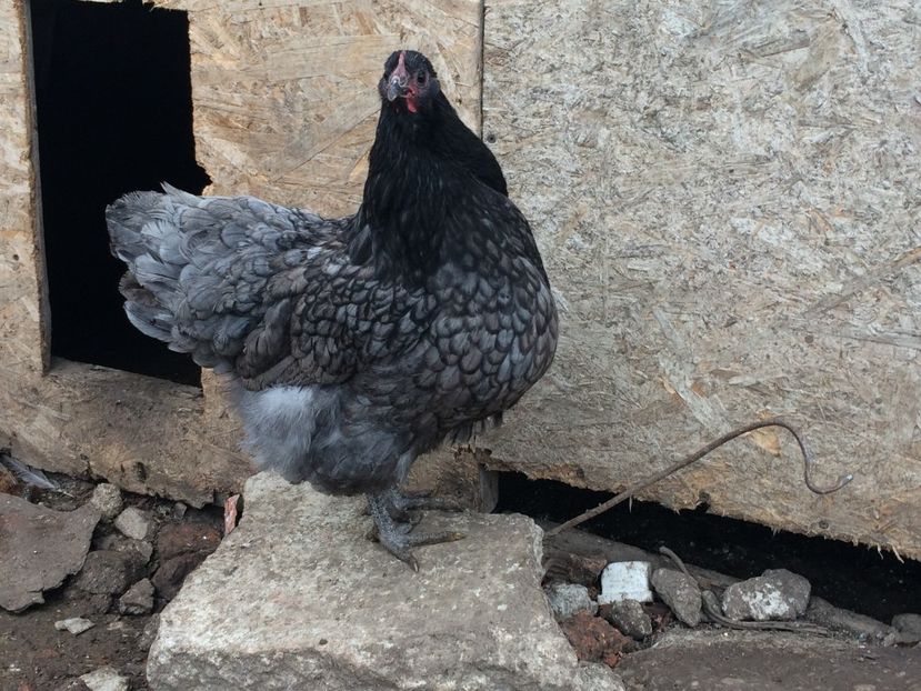  - d- Australorp 2020
