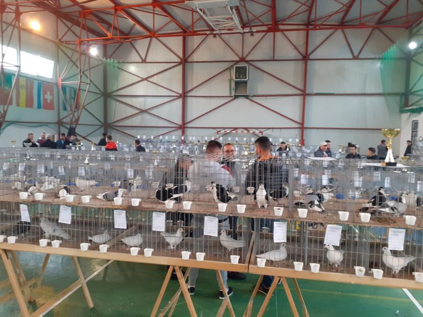  - Expo oltenița 2019
