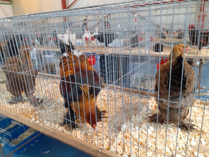  - Expo oltenița 2019