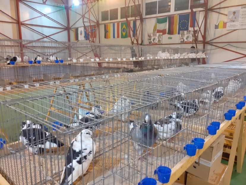  - Expo oltenița 2019